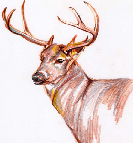 Deer in Pencil Black Ornate Wood Framed Art Print with Double Matting by Seay, Anne