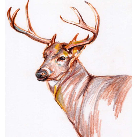 Deer in Pencil Black Modern Wood Framed Art Print with Double Matting by Seay, Anne