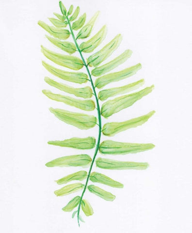 Fern Black Ornate Wood Framed Art Print with Double Matting by Seay, Anne