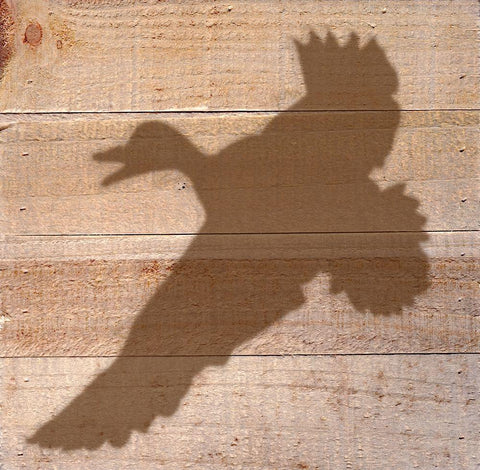 Duck Black Ornate Wood Framed Art Print with Double Matting by Seay, Anne