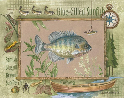 Blue-Gilled Sunfish White Modern Wood Framed Art Print with Double Matting by Phillips, Anita