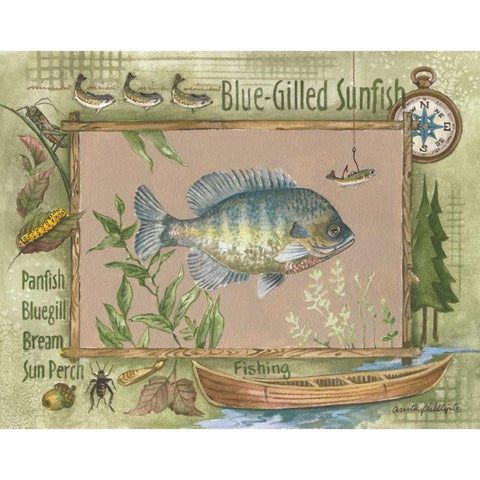 Blue-Gilled Sunfish Black Modern Wood Framed Art Print with Double Matting by Phillips, Anita