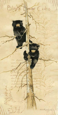 Black Bears Cubs White Modern Wood Framed Art Print with Double Matting by Phillips, Anita