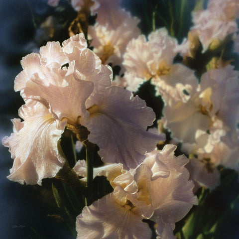 Bearded Iris Black Modern Wood Framed Art Print by Bogle, Collin