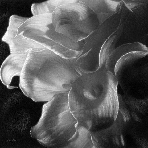 Calla Lilies - Emerging Dawn BandW Black Modern Wood Framed Art Print by Bogle, Collin