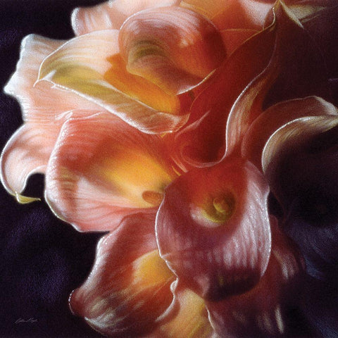 Calla Lilies - Emerging Dawn Black Modern Wood Framed Art Print by Bogle, Collin