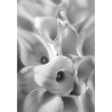 Calla Lilies Black Modern Wood Framed Art Print by Bogle, Collin