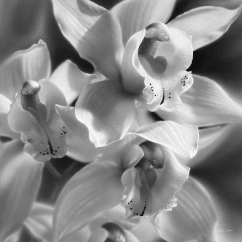 Orchids - BandW White Modern Wood Framed Art Print with Double Matting by Bogle, Collin