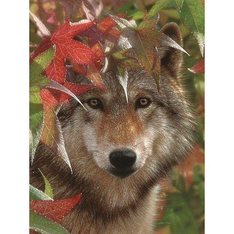 Wolf - Autumn Encounter White Modern Wood Framed Art Print by Bogle, Collin