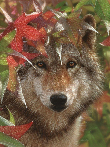 Wolf - Autumn Encounter White Modern Wood Framed Art Print with Double Matting by Bogle, Collin