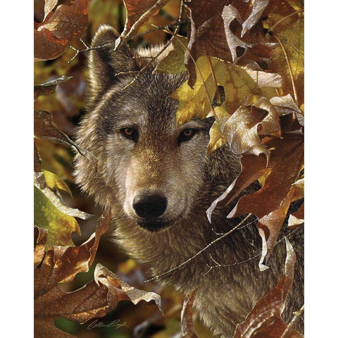 Wolf - Autumn Shadows White Modern Wood Framed Art Print by Bogle, Collin