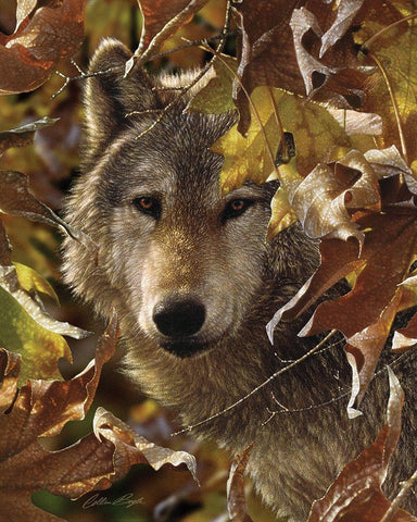 Wolf - Autumn Shadows White Modern Wood Framed Art Print with Double Matting by Bogle, Collin