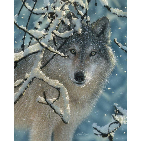 Wolf - Broken Silence White Modern Wood Framed Art Print by Bogle, Collin