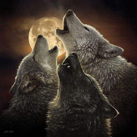 Wolf Trinity Black Modern Wood Framed Art Print by Bogle, Collin