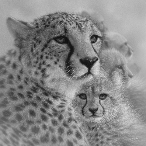 Cheetah Mother and Cubs - Mothers Love - Square - BandW White Modern Wood Framed Art Print with Double Matting by Bogle, Collin
