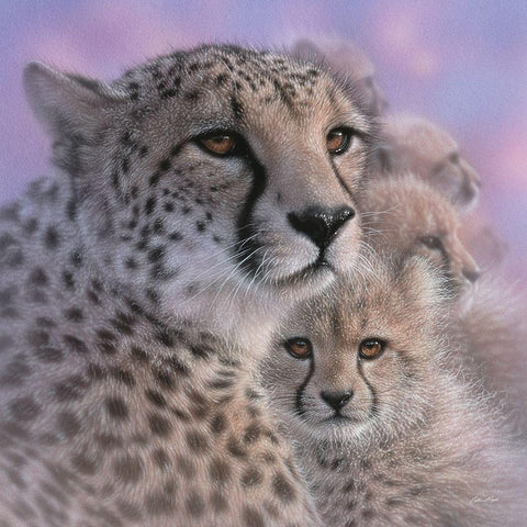 Cheetah Mother and Cubs - Mothers Love - Square White Modern Wood Framed Art Print with Double Matting by Bogle, Collin