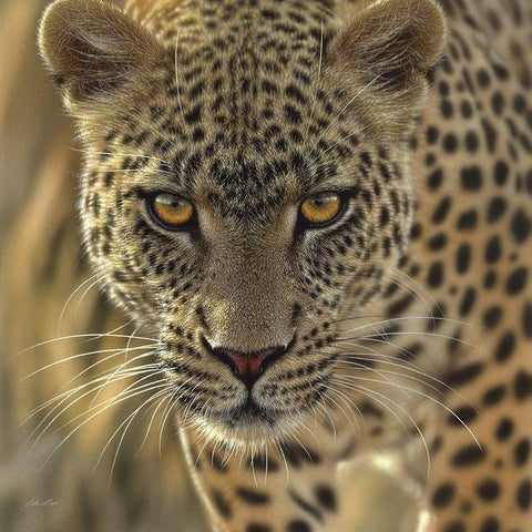 Leopard - On the Prowl - Square White Modern Wood Framed Art Print with Double Matting by Bogle, Collin
