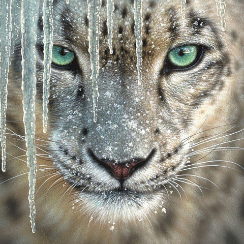 Snow Leopard - Blue Ice White Modern Wood Framed Art Print with Double Matting by Bogle, Collin