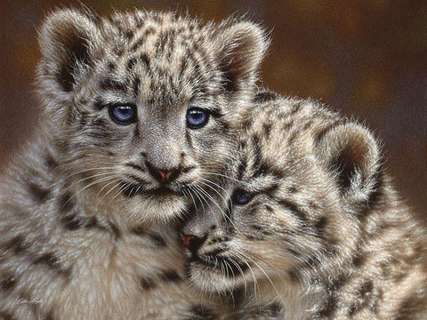 Snow Leopard Cubs - Playmates - Horizontal White Modern Wood Framed Art Print with Double Matting by Bogle, Collin