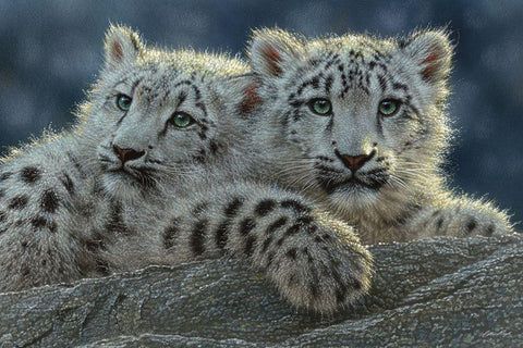 Snow Leopard Cubs White Modern Wood Framed Art Print with Double Matting by Bogle, Collin