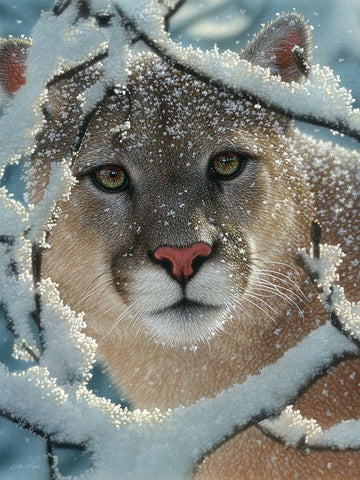 Cougar - Silent Encounter White Modern Wood Framed Art Print with Double Matting by Bogle, Collin