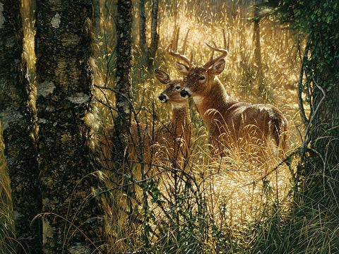 Whitetail Deer - A Golden Moment - Horizontal White Modern Wood Framed Art Print with Double Matting by Bogle, Collin