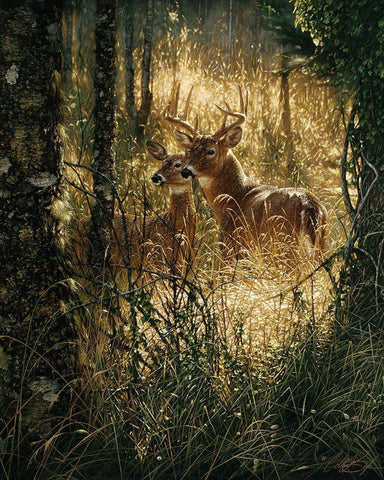 Whitetail Deer - A Golden Moment White Modern Wood Framed Art Print with Double Matting by Bogle, Collin