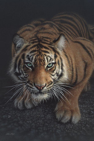 Crouching Tiger - Vertical White Modern Wood Framed Art Print with Double Matting by Bogle, Collin