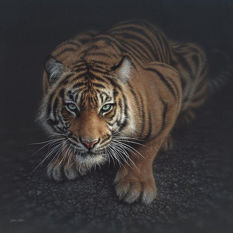 Crouching Tiger White Modern Wood Framed Art Print with Double Matting by Bogle, Collin
