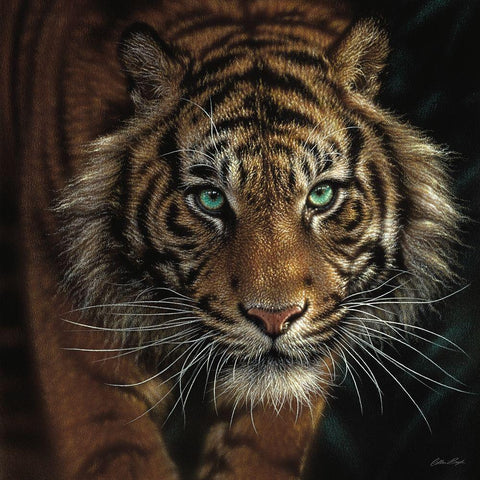 Eye of the Tiger - Square Black Ornate Wood Framed Art Print with Double Matting by Bogle, Collin