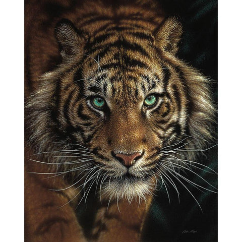 Eye of the Tiger White Modern Wood Framed Art Print by Bogle, Collin