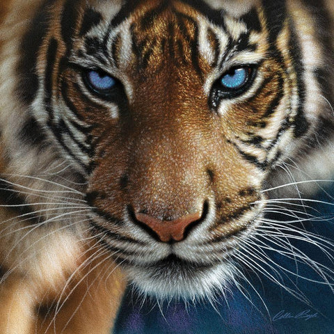 Tiger - Blue Eyes Black Ornate Wood Framed Art Print with Double Matting by Bogle, Collin