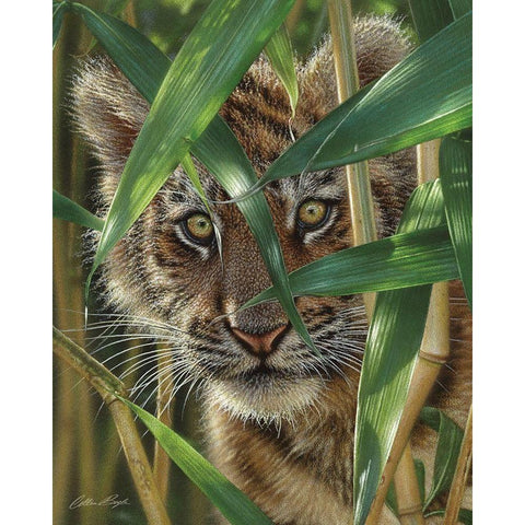 Tiger Cub - Peekaboo Black Modern Wood Framed Art Print with Double Matting by Bogle, Collin