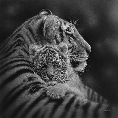 Tiger Mother and Cub - Cherished - BandW Black Ornate Wood Framed Art Print with Double Matting by Bogle, Collin