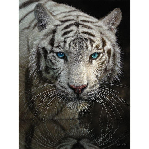White Tiger - Into the Light White Modern Wood Framed Art Print by Bogle, Collin