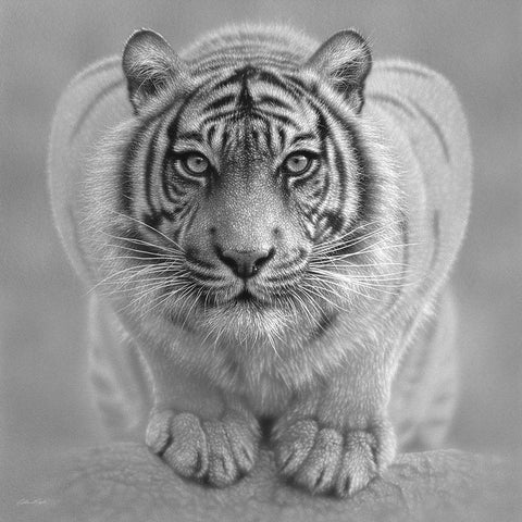 White Tiger - Wild Intentions - BandW Black Modern Wood Framed Art Print with Double Matting by Bogle, Collin