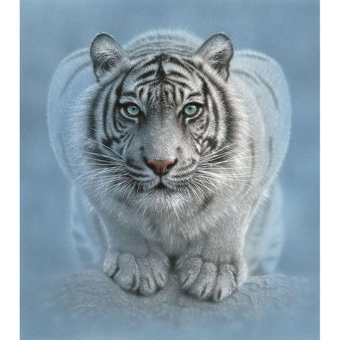 White Tiger - Wild Intentions Black Modern Wood Framed Art Print by Bogle, Collin