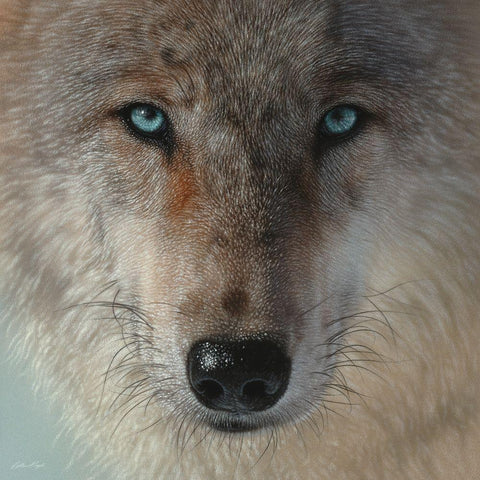 Inner Wolf White Modern Wood Framed Art Print by Bogle, Collin