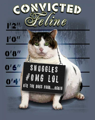 Convicted Feline White Modern Wood Framed Art Print with Double Matting by Baldwin, Jim