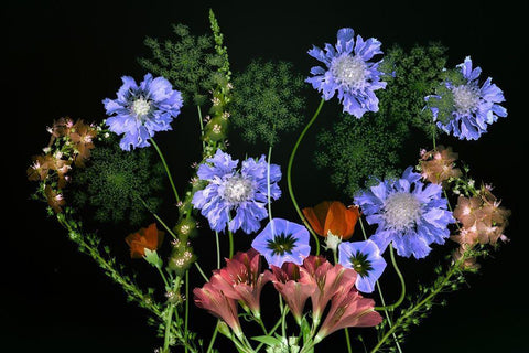 Botanical XI White Modern Wood Framed Art Print with Double Matting by Frates, Dennis