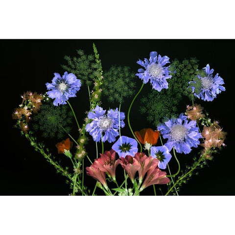 Botanical XI Black Modern Wood Framed Art Print by Frates, Dennis