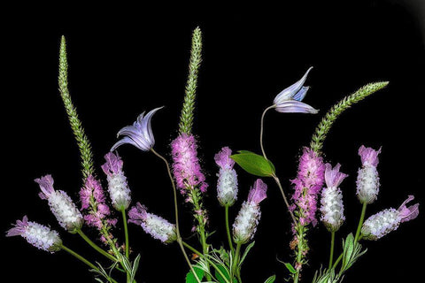 Botanical X White Modern Wood Framed Art Print with Double Matting by Frates, Dennis