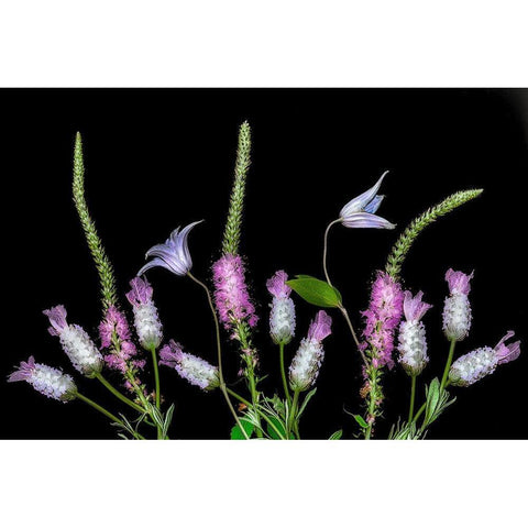 Botanical X Black Modern Wood Framed Art Print by Frates, Dennis