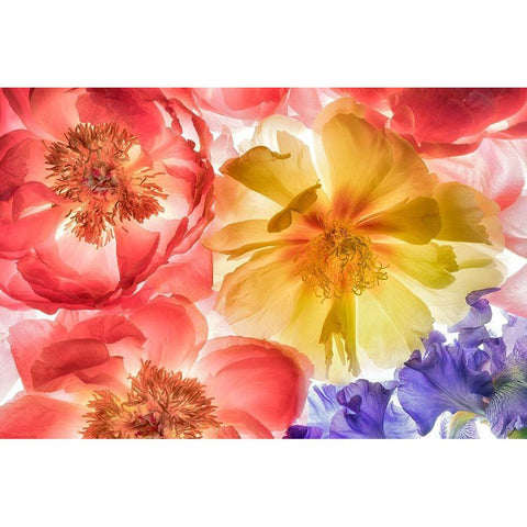 Botanical VIII Black Modern Wood Framed Art Print with Double Matting by Frates, Dennis