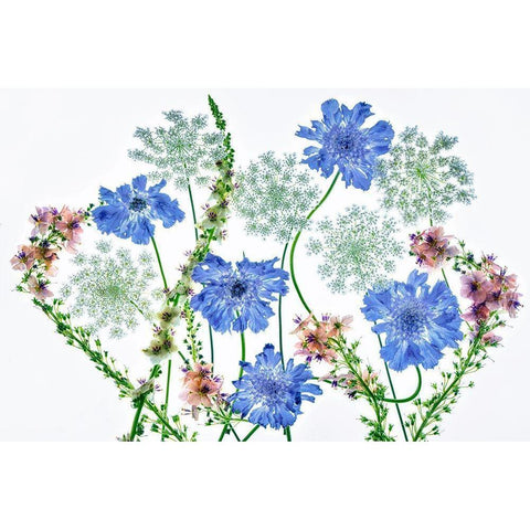 Botanical VII White Modern Wood Framed Art Print by Frates, Dennis