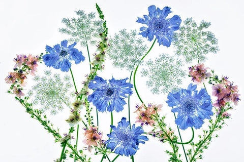 Botanical VII Black Ornate Wood Framed Art Print with Double Matting by Frates, Dennis