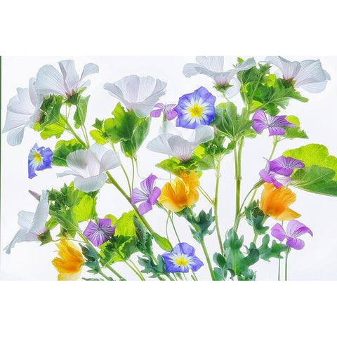 Botanical VI White Modern Wood Framed Art Print by Frates, Dennis