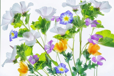 Botanical VI Black Ornate Wood Framed Art Print with Double Matting by Frates, Dennis