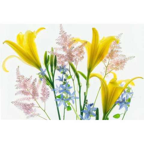 Botanical V White Modern Wood Framed Art Print by Frates, Dennis