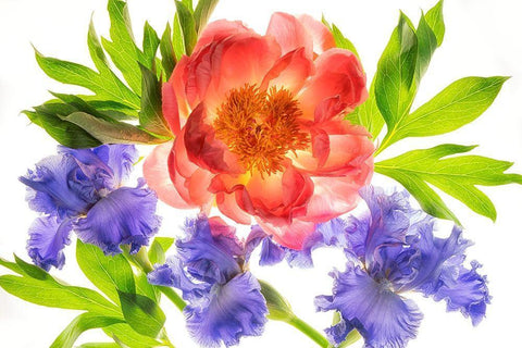 Botanical III Black Ornate Wood Framed Art Print with Double Matting by Frates, Dennis